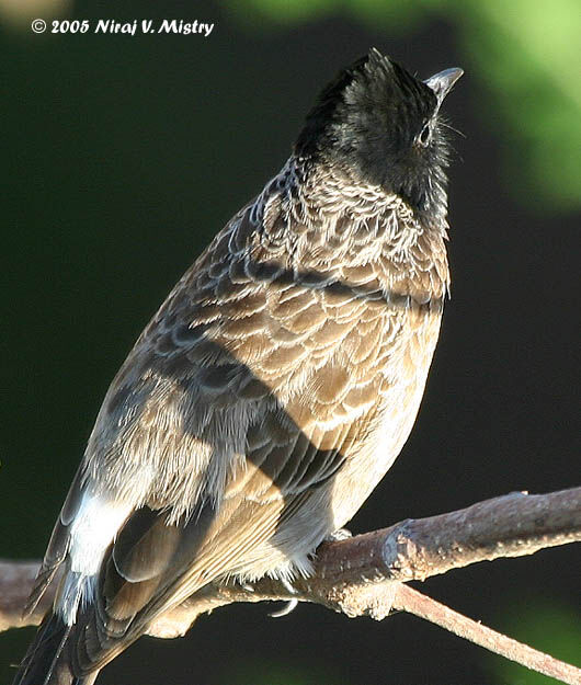 Red-vented Bulbul