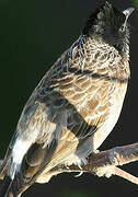 Red-vented Bulbul