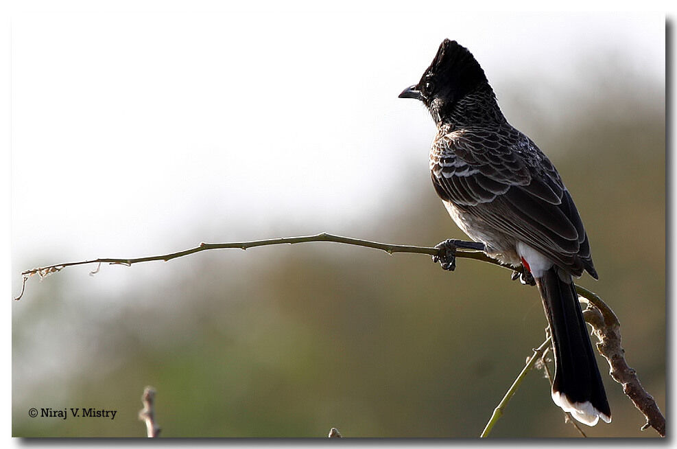 Bulbul à ventre rouge