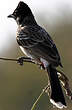 Bulbul à ventre rouge