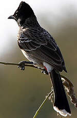 Bulbul à ventre rouge