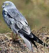 Montagu's Harrier