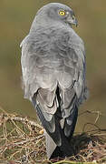 Montagu's Harrier