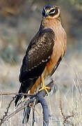 Pallid Harrier