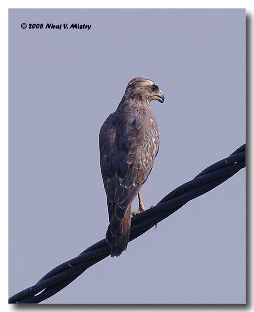 White-eyed Buzzard