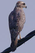 White-eyed Buzzard