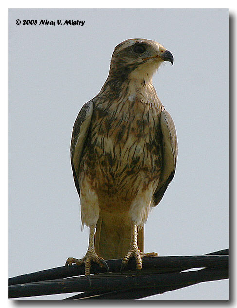 White-eyed Buzzard