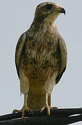 White-eyed Buzzard