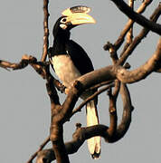 Malabar Pied Hornbill