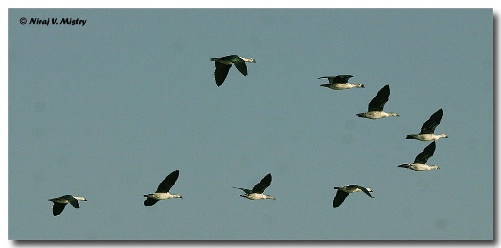 Canard à bosse