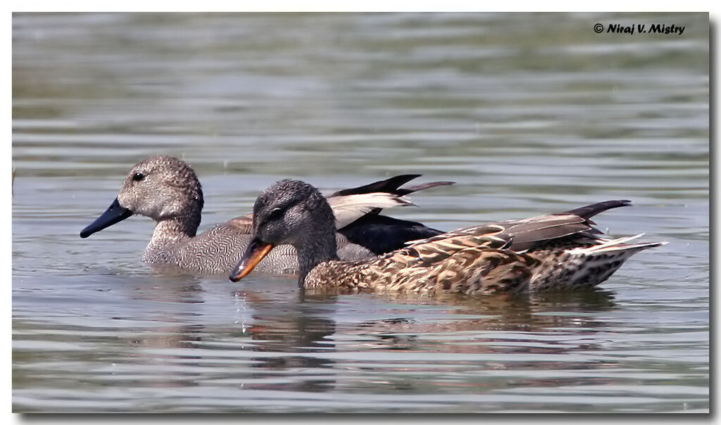 Canard chipeau adulte