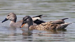 Gadwall