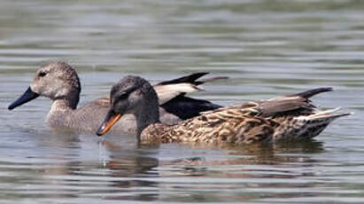 Canard chipeau