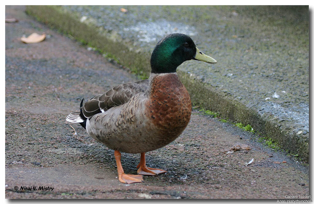 Canard colvert