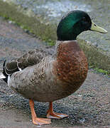 Canard colvert