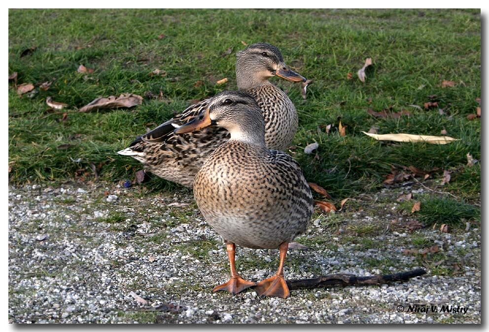 Canard colvert femelle