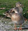 Canard colvert