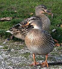 Canard colvert