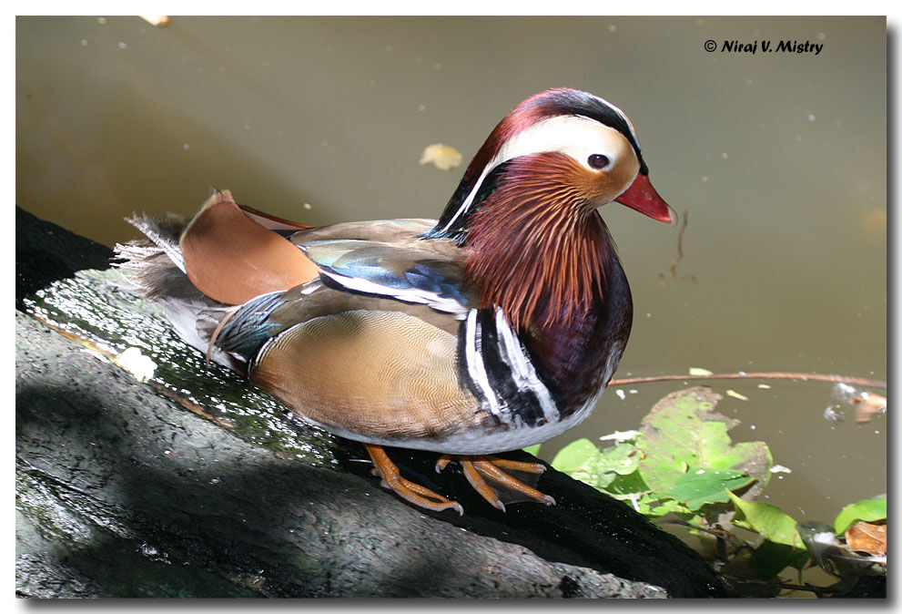 Mandarin Duck male