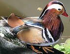 Canard mandarin