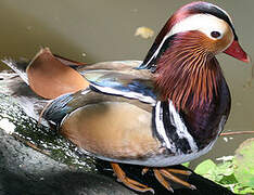 Mandarin Duck