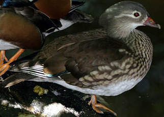 Canard mandarin