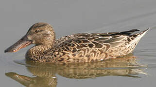 Northern Shoveler