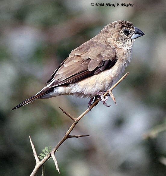 Indian Silverbill