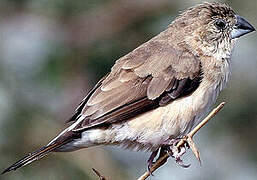 Indian Silverbill