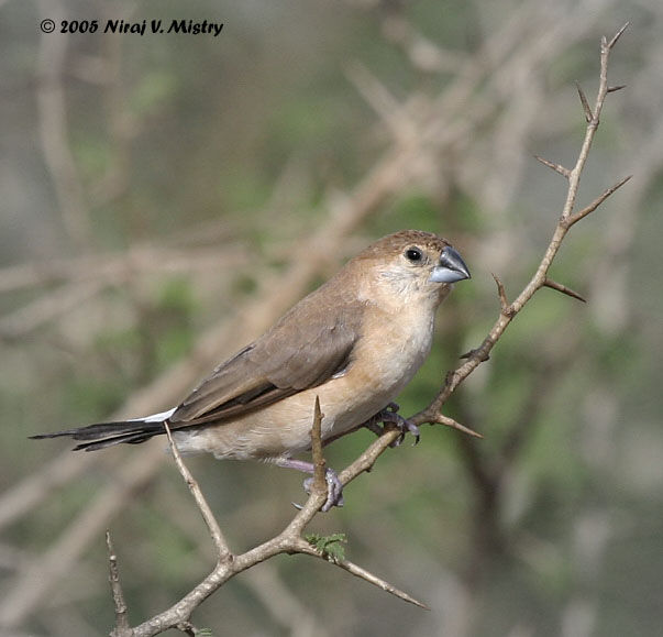 Indian Silverbill