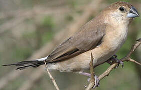 Indian Silverbill