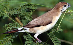 Indian Silverbill