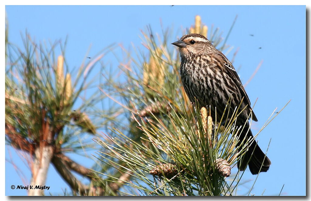 Red-winged Blackbird female