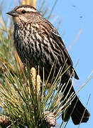 Red-winged Blackbird