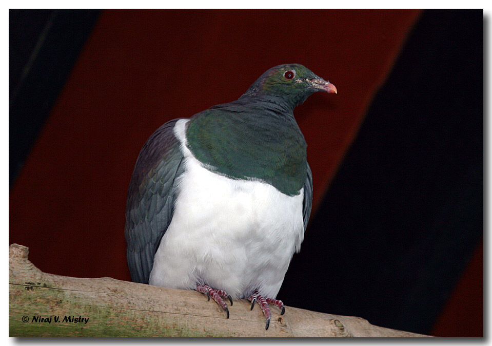 Carpophage de Nouvelle-Zélande