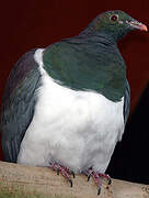 New Zealand Pigeon