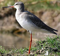 Common Redshank