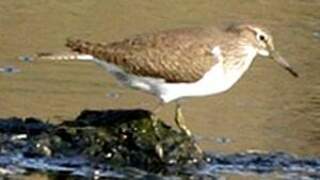 Common Sandpiper