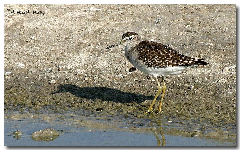 Wood Sandpiper