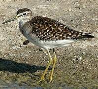 Wood Sandpiper