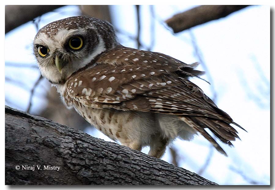 Spotted Owlet