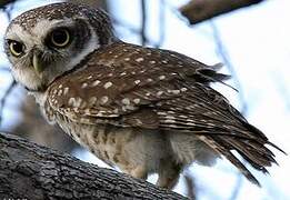 Spotted Owlet