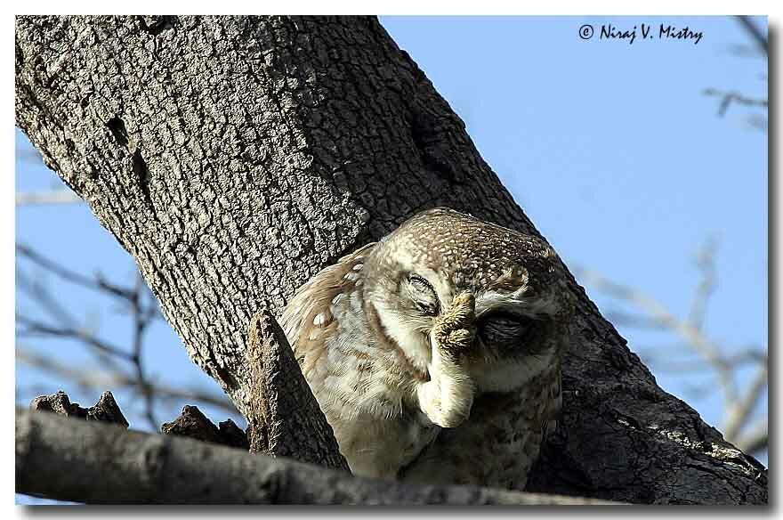 Spotted Owlet