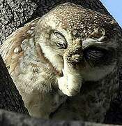 Spotted Owlet