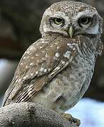 Spotted Owlet