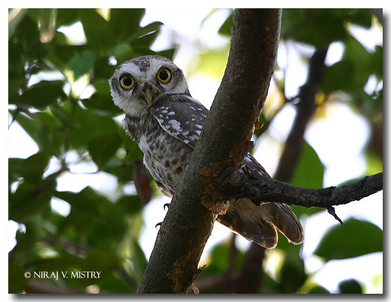 Spotted Owlet