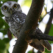 Spotted Owlet