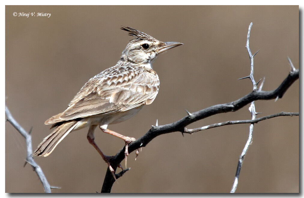 Crested Lark