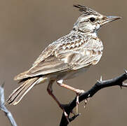 Crested Lark