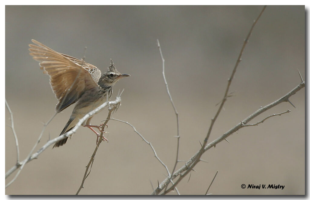 Crested Lark